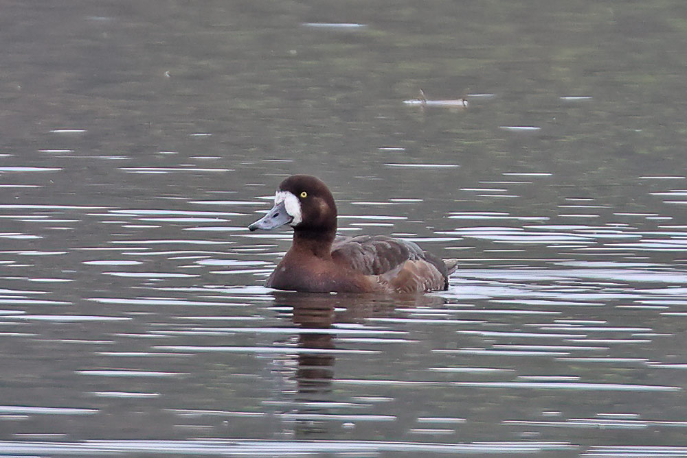 Greater scaup